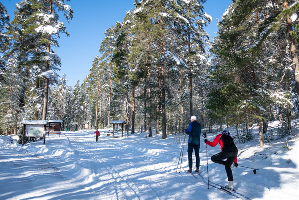 Två ländskidåkare som är på väg ut i skidspåret, preparerade skidspår, informationstavlor syns på långt avstånd, snöklädda träd.