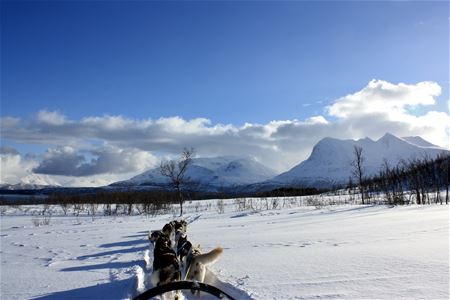 Dog-sledding