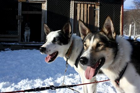 Huskies