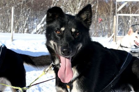 Husky