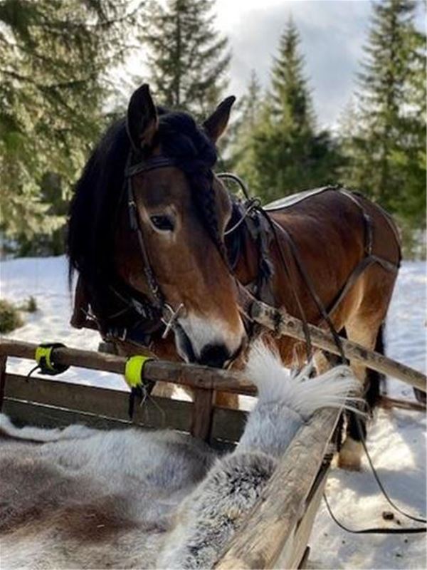 Horse waiting for a sleigh ride.