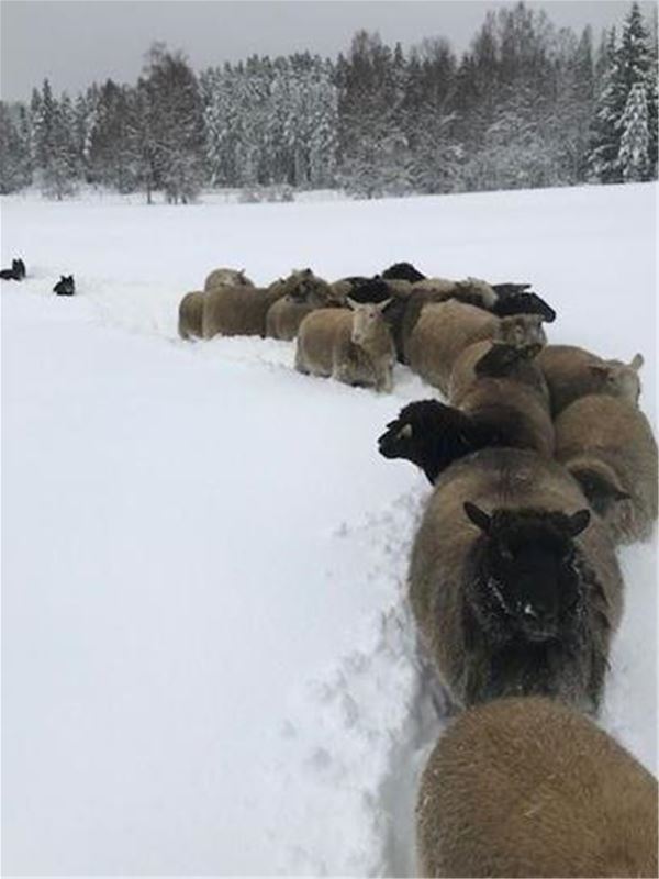 Sheep on a trail in deep snow.