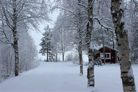 Vinterväg som leder fram till liten röd stuga och träd omkring. 