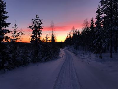 Skidspår i soluppgång med träd på sidorna om spåret. 