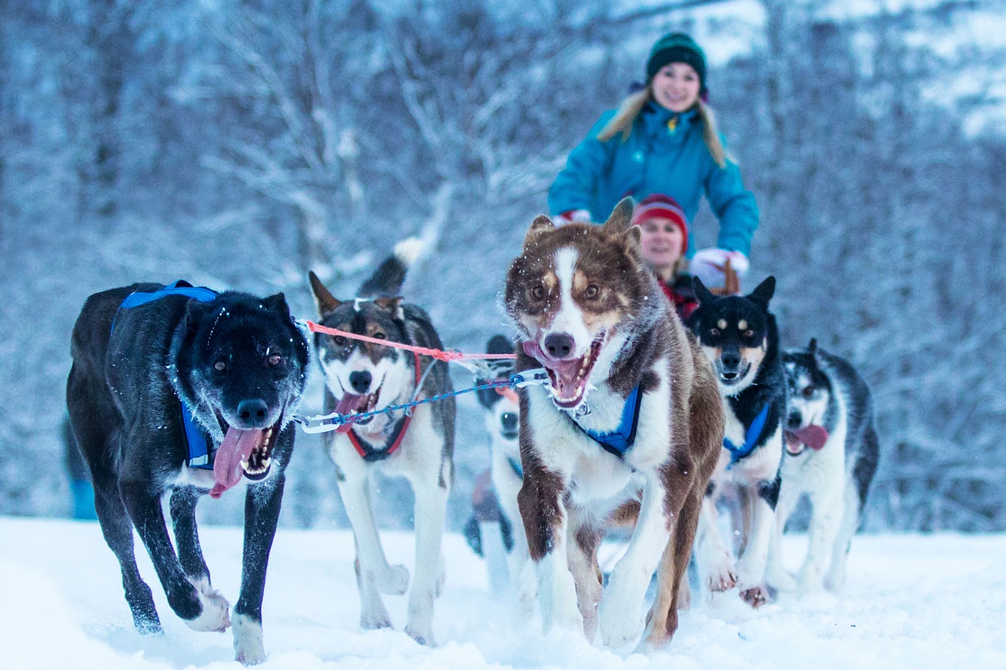 why are huskies good sled dogs