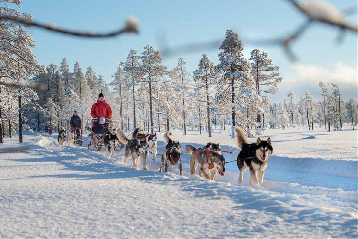 Sled dogs and people in a wintry landscape.