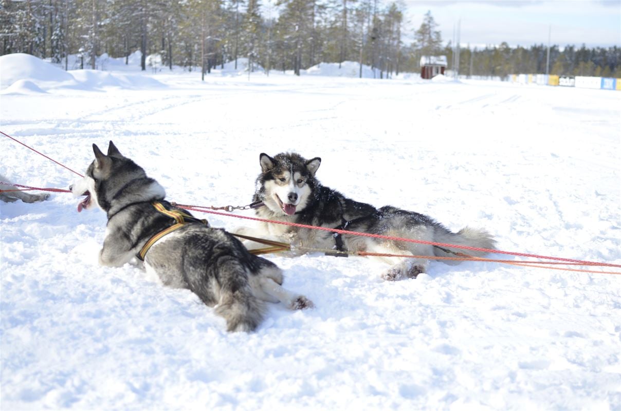 Two sled dogs are resting in the snow.