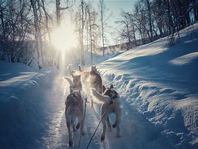 Dogsledding and Northern Lights