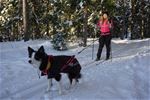 Tjej på längdskidor med hund i koppel 