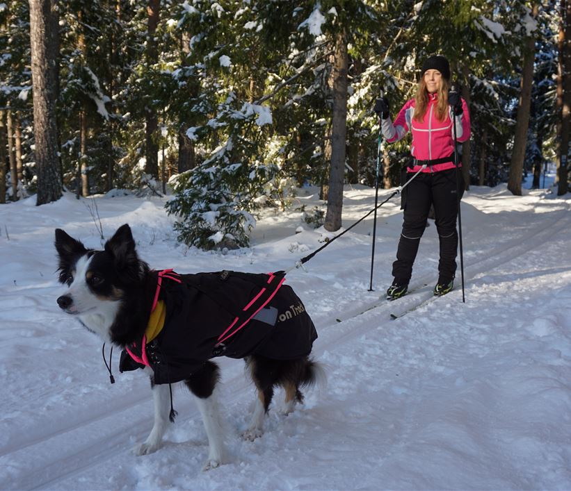 Tjej på längdskidor med hund i koppel 