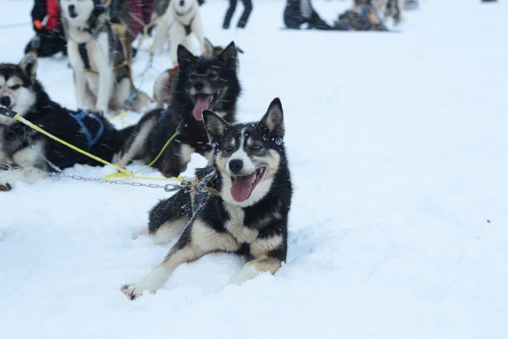 what do you wear dog sledding