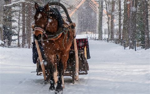 Häst som drar släde i snöväder.