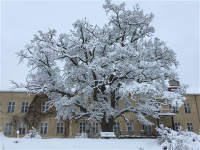 Large tree covered in snow in front of the yellow buildning.