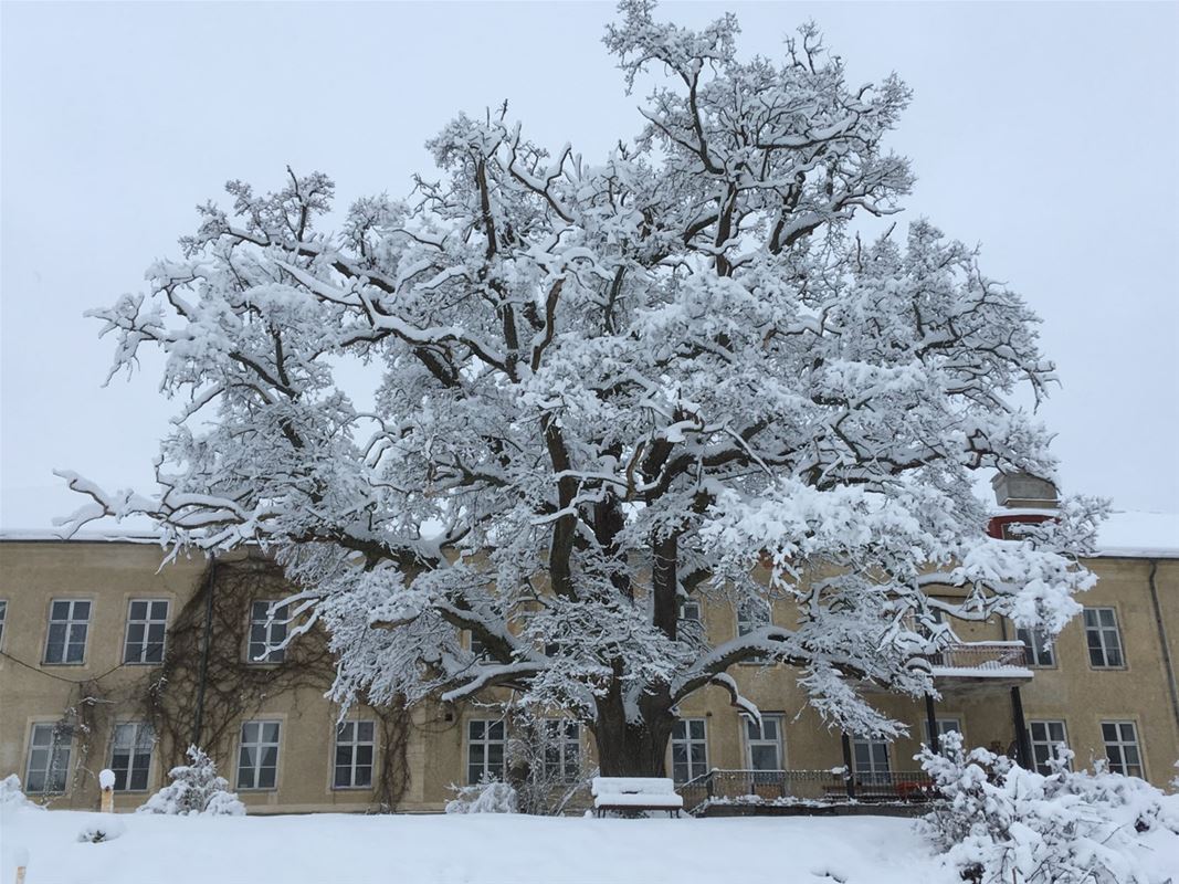Stort träd täckt i snö framför en gula byggnaden.