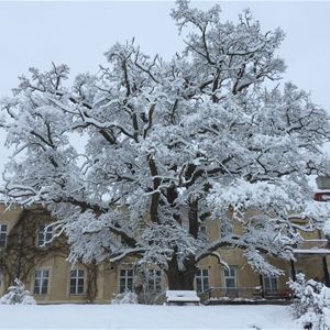 Stort träd täckt i snö framför en gula byggnaden.