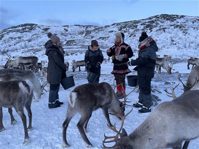 Fire personer med bøtter blant reinsdyr i snødekt landskap med åser i bakgrunnen