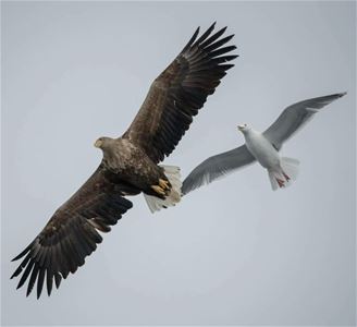 Birds
