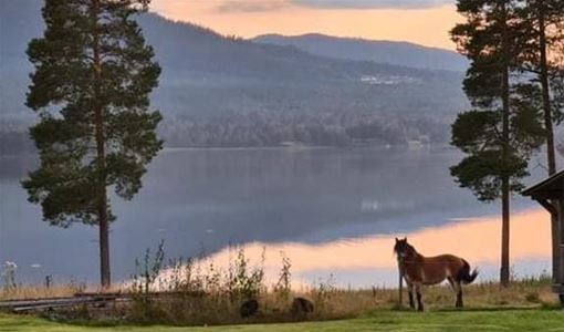 Häst framför sjö och berg.