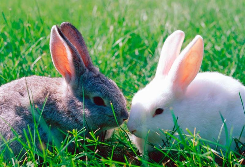 Hälsa på kaninerna