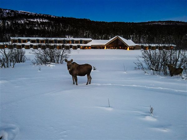Arctic Wilderness Lodge 