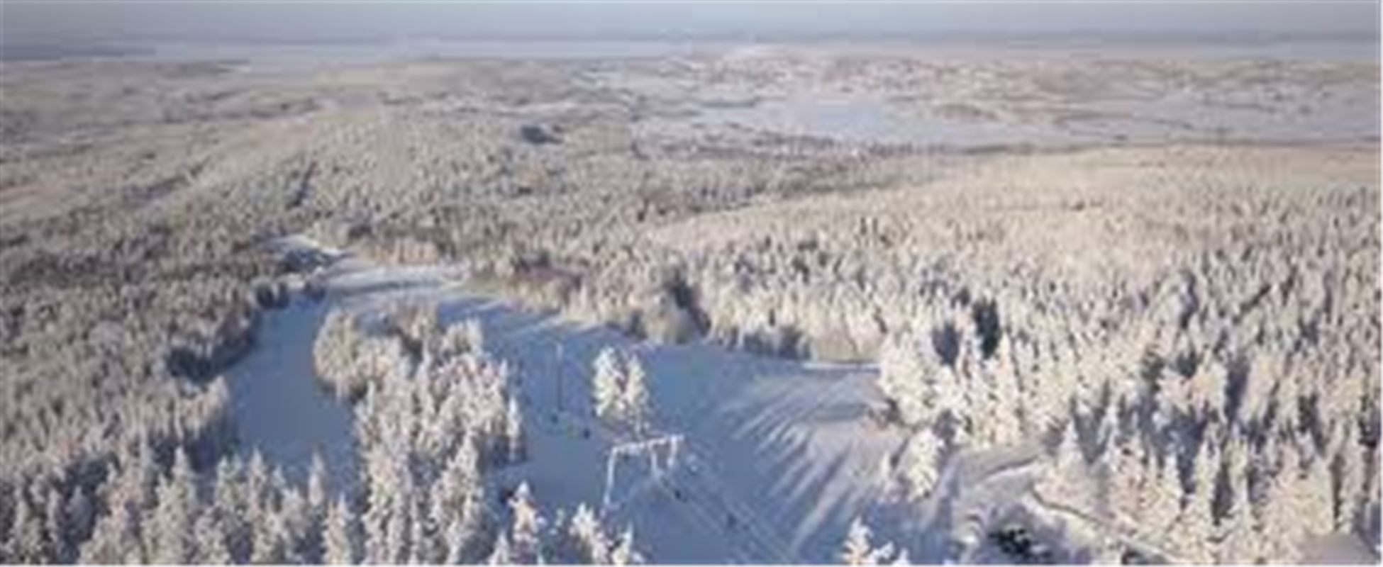 Utsikt över snötäckta grantoppar.