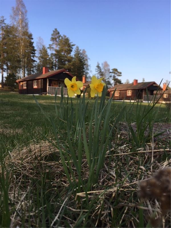 Påskliljor med stugbyn i bakgrunden. 