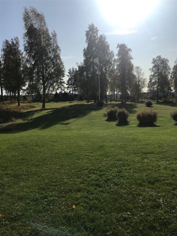 Green lawn with birches a sunny day. 