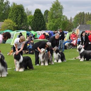 Nordic dog Show