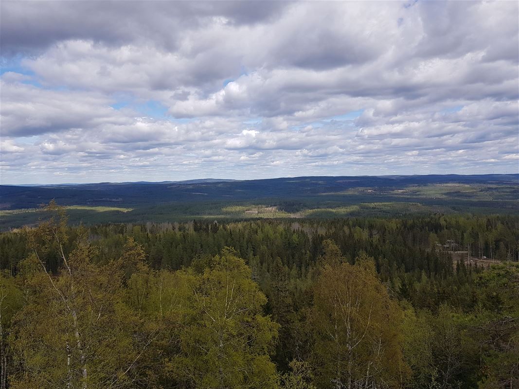 Utsikt över en stor skog.