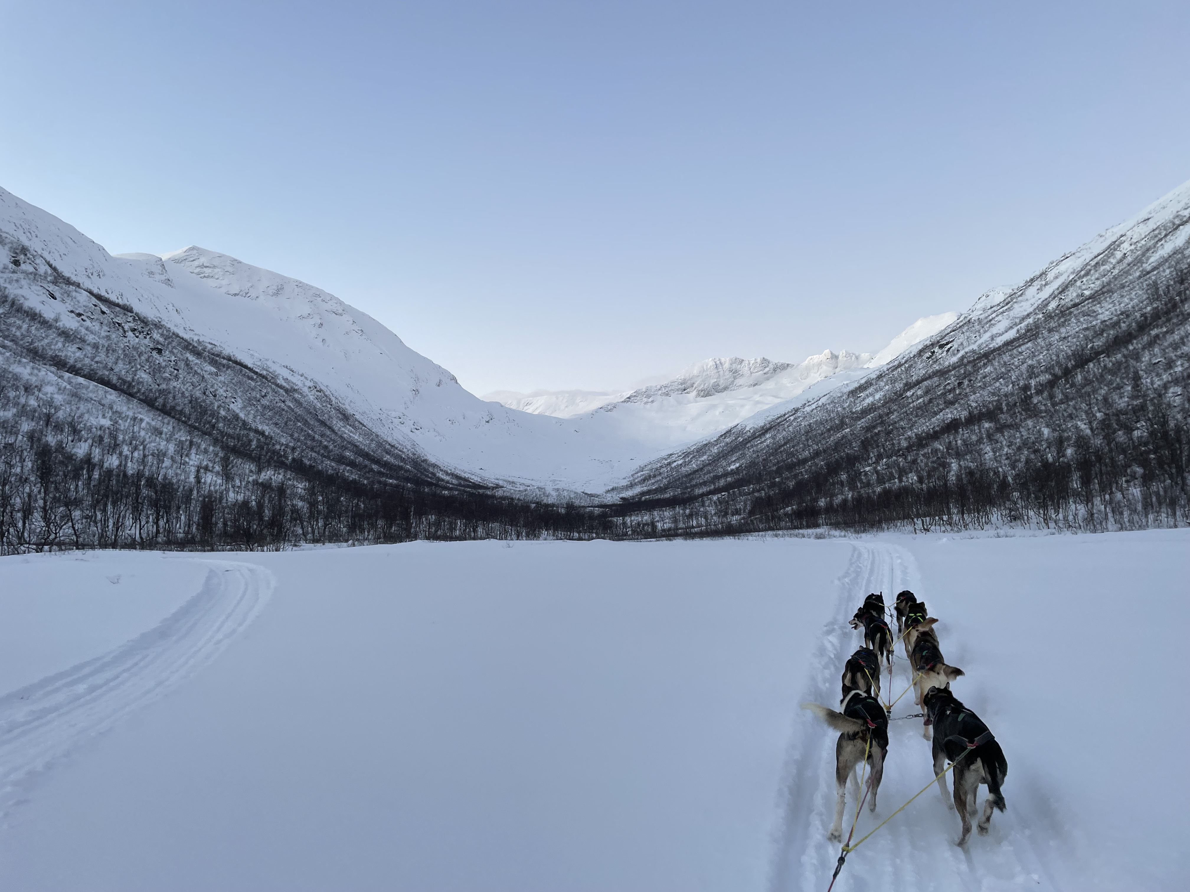 Can You Go Dog Sledding While Pregnant