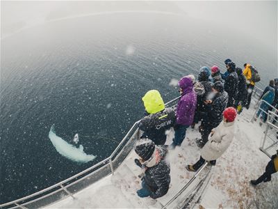 guests observing a whale playing in the sea
