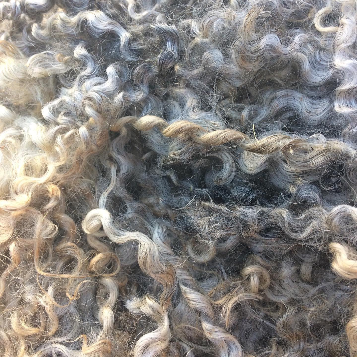 Grevgårdens fårgård - fårskinn