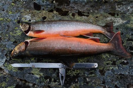 to stk ferskvannsfisk