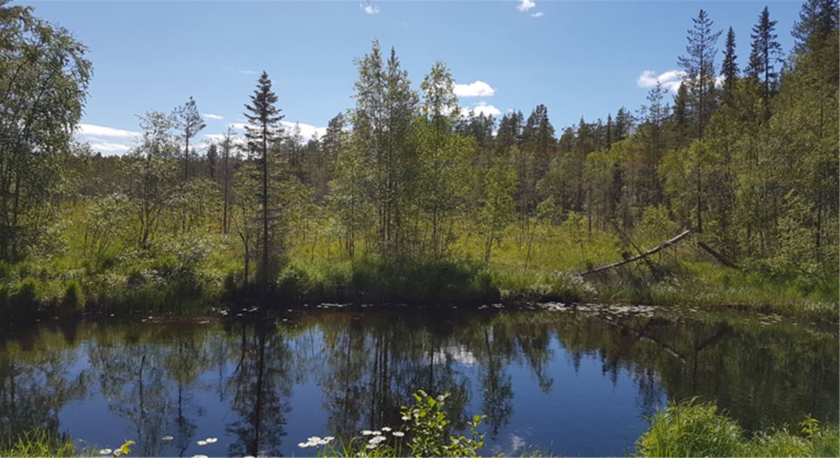 Omväxlande myrmiljö i Kvarnmyrorna. Hassela.