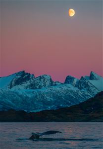 hval under vakker, rosa vinterhimmel med lyngsalpene i bakgrunn