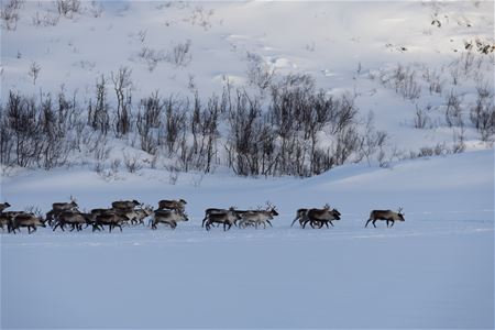 Reindeer walk in a flock
