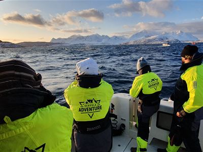A Skjervøy Adventure with whale safari and wilderness camp