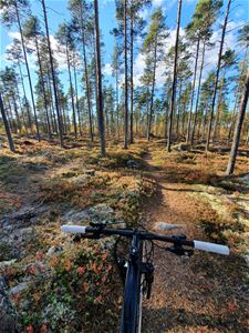 En MTB cykel står uppställd invid en cykelled i skogen. 