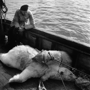 Lennart Nilsson,  © Lennart Nilsson Photography, Två tillfångatagna isbjörnar på durken i en båt. En man står bredvid, lutan mot relingen. 