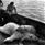 Lennart Nilsson,  © Lennart Nilsson Photography, Två tillfångatagna isbjörnar på durken i en båt. En man står bredvid, lutan mot relingen. 