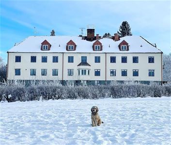 Hund sitter i snön framför hotellet.