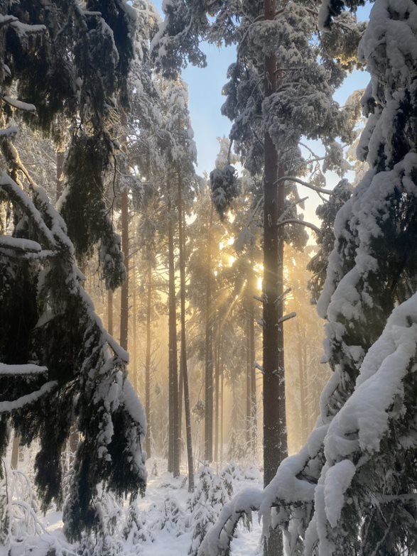 Vinterupplevelser med Järvsöguiderna, Alpint