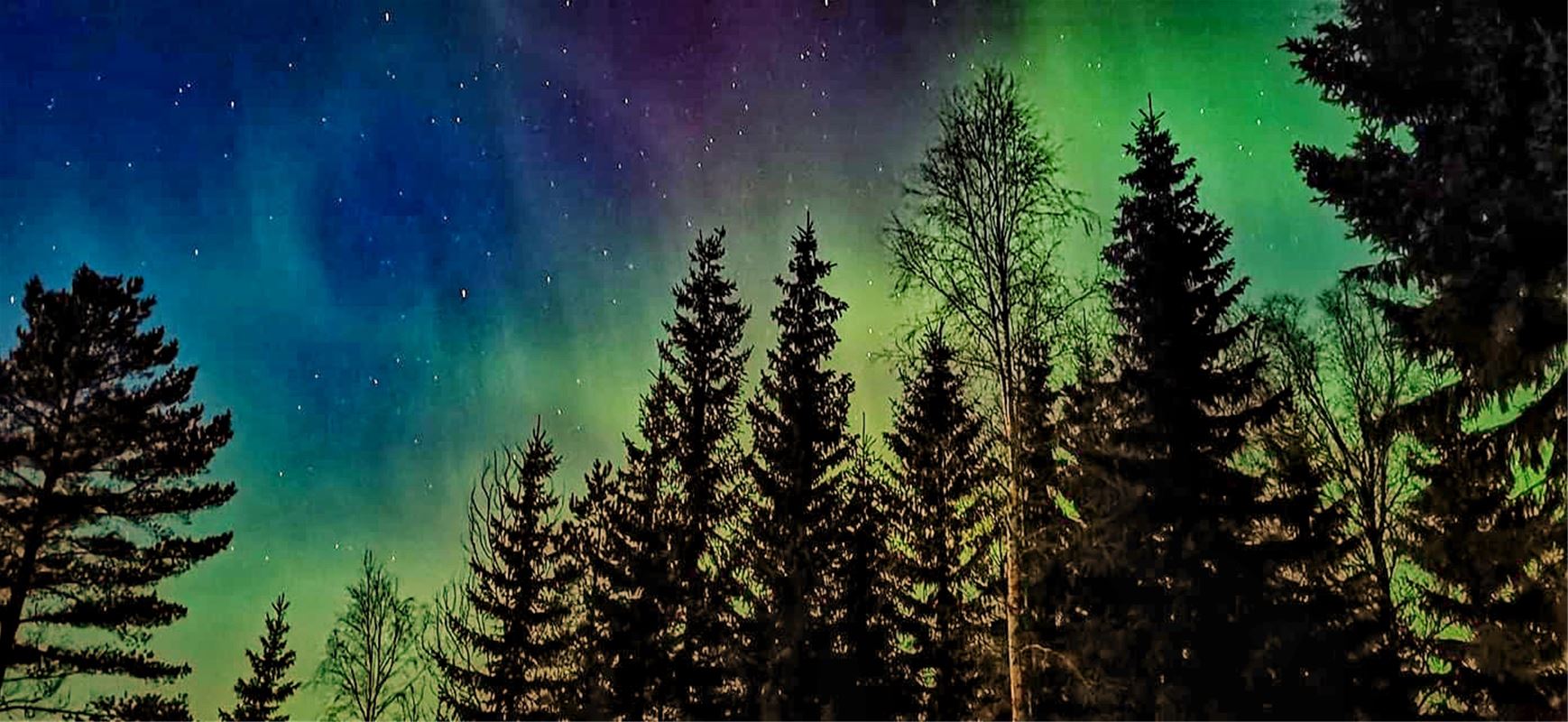 Northern lights over the forest.