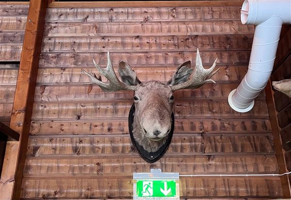 A moose trophy on a log wall.  