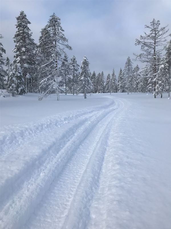 Snowmobile trail leading into  the forest. 