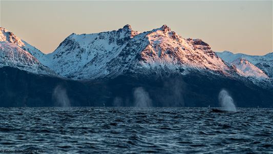 Many whales in front of many mountains