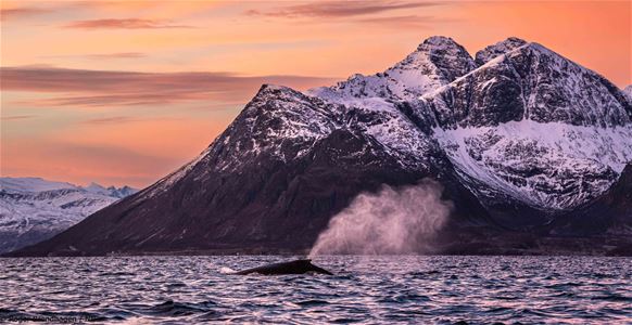 A whale shoots a stream of water in front of the mountains