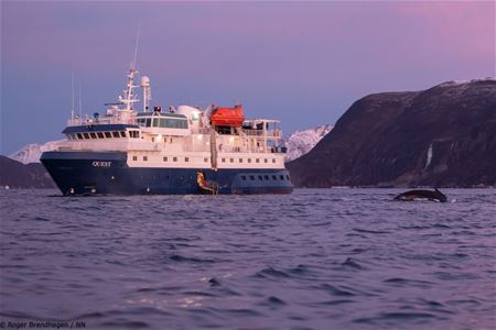 Whales come close to the ship