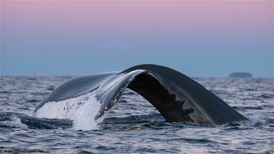 A whale goes down again into the water and shows its tail