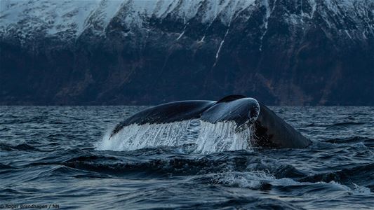 A whale jumps and shows its tail